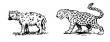 Hy�ne und Leopard